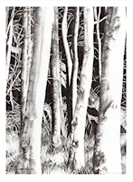 Birch Trees